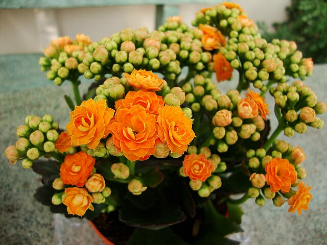 Kalanchoe como cultivar a Flor da Fortuna. Na foto, flor laranja em vaso sobre mesa.