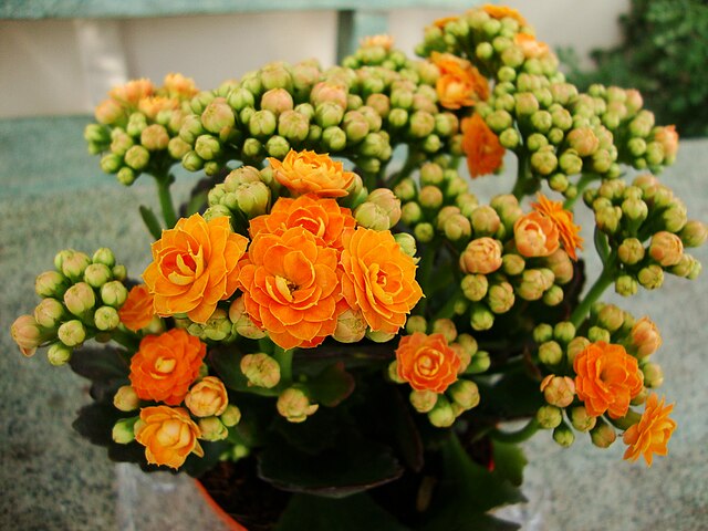 kalanchoe-planta-cultivar-wikimedia-commons-prenn Kalanchoe como cultivar a Flor da Fortuna. Na foto, flor laranja em vaso sobre mesa.