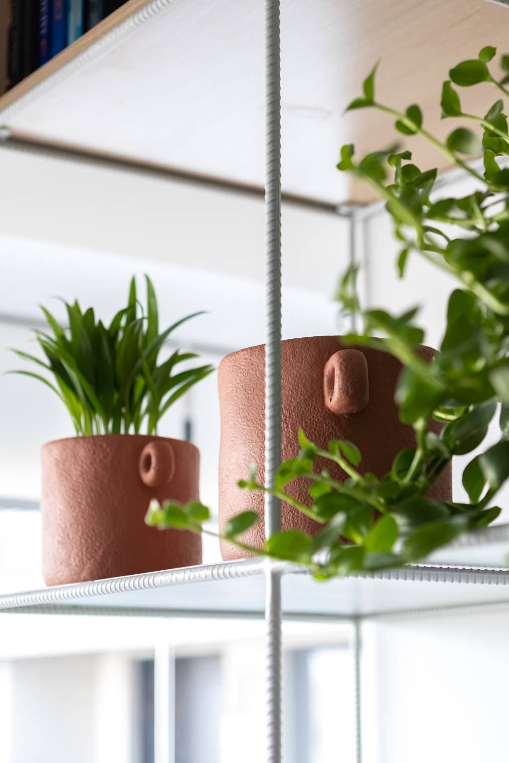 Plantas suspensas: 18 ideias para usar na decoração