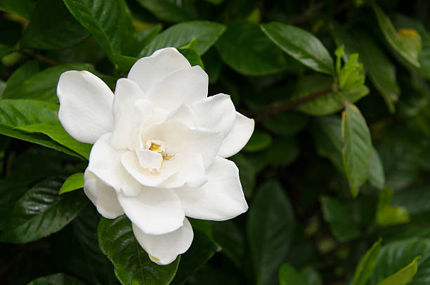Plantas para cultivar no verão; gardenia; flor branca
