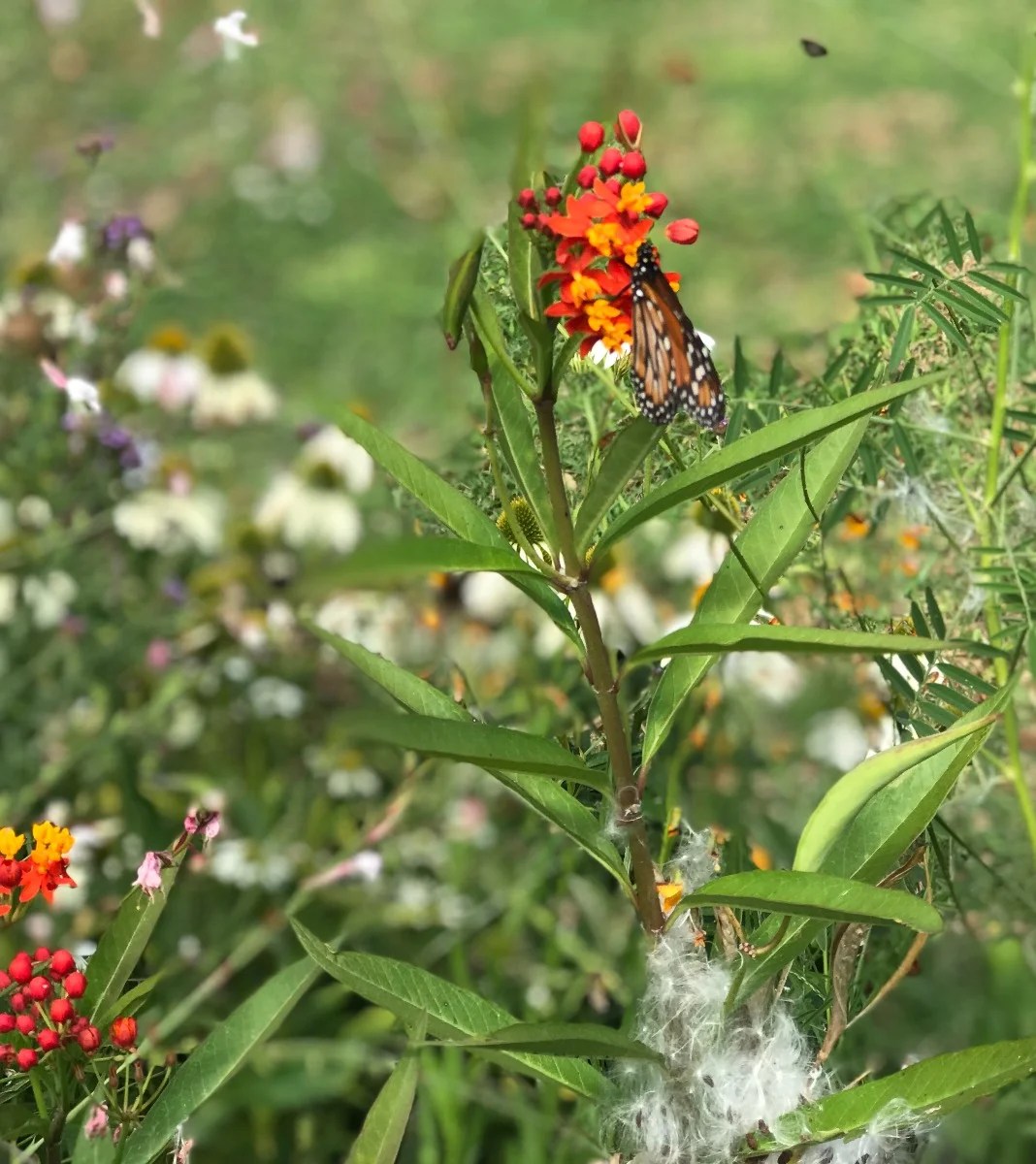 Jardins Silvestres E Naturalistas: Uma Nova... | CASA.COM.BR