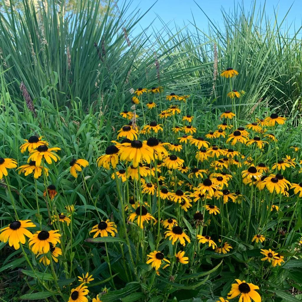 Rudbeckia fulgida.