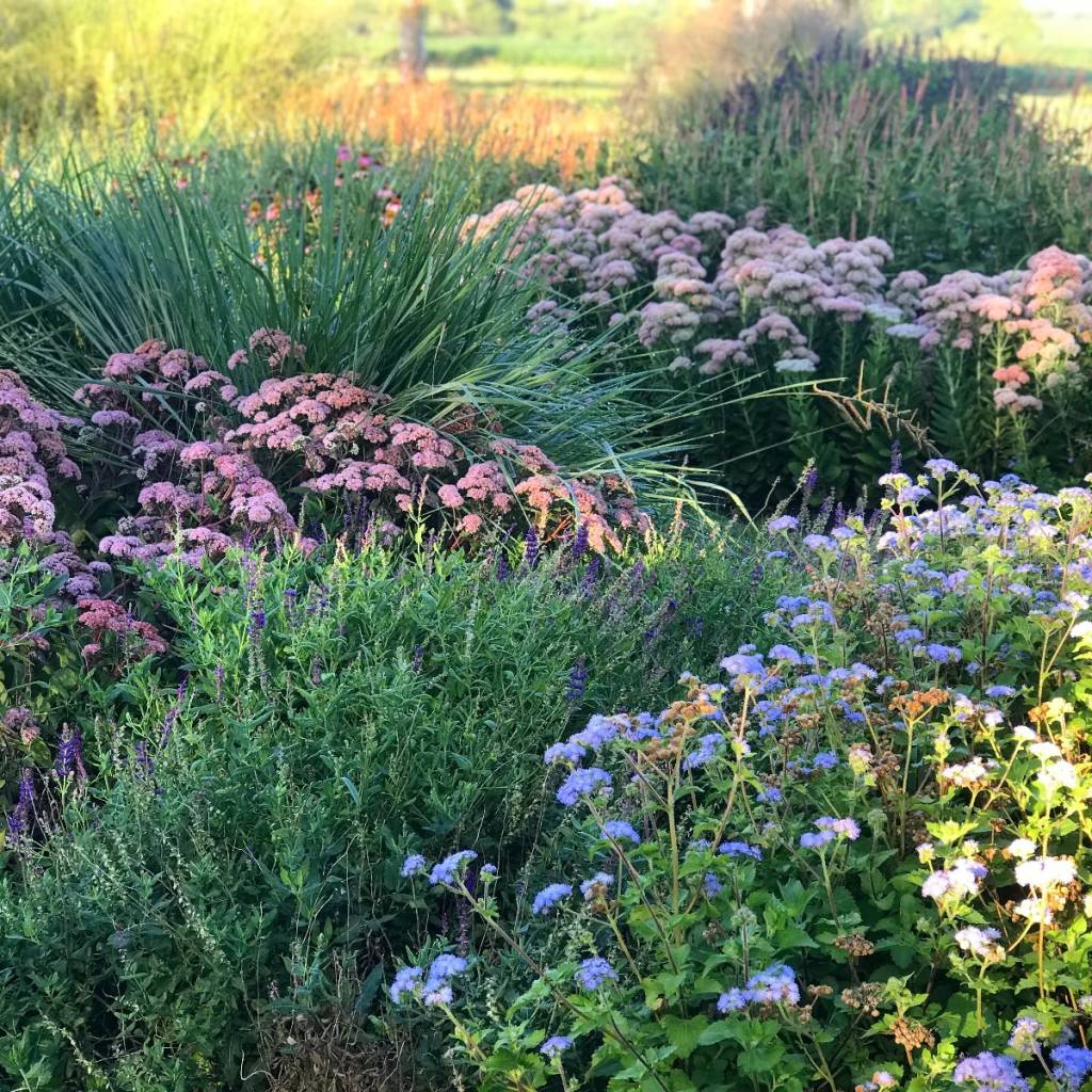 Ageratum petiolatum, Salvia x sylvestris, Sedum 'Matrona' e Paspalum quadrifarium