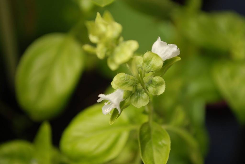 Manjericão; folhas e flores;