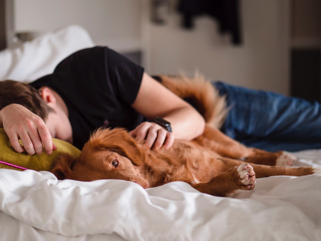 voce-dorme-com-o-pet-veja-3-cuidados-para-ter-com-a-cama-jamie-street-unsplash Dormir com pet; cuidados com cama; pet