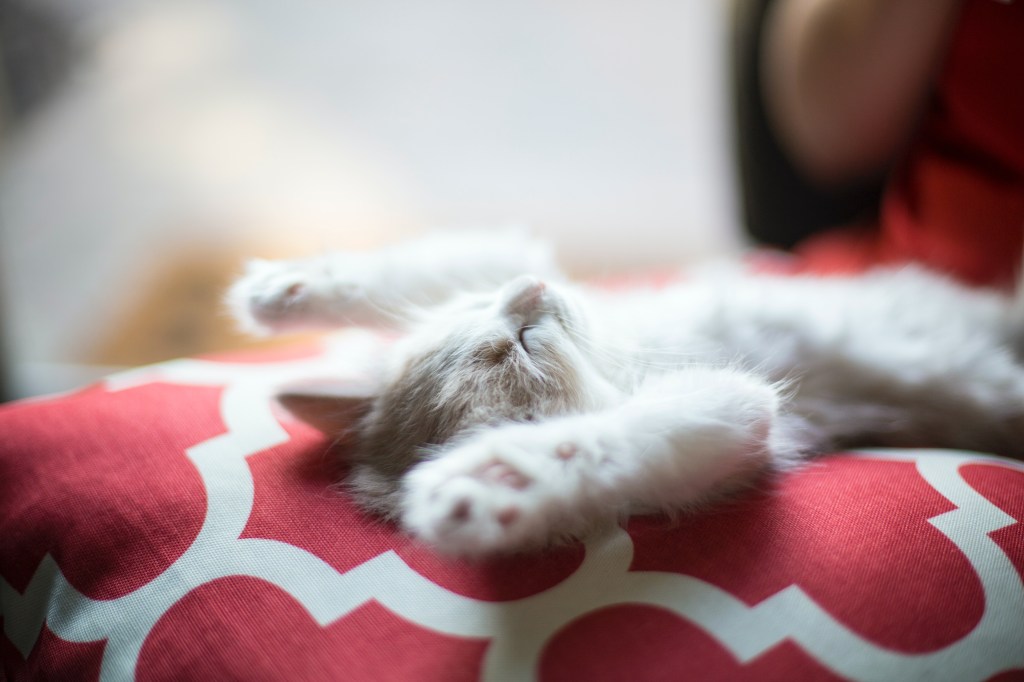 voce-dorme-com-o-pet-veja-3-cuidados-para-ter-com-a-cama-jonathan-fink-unsplash Dormir com pet; cuidados com cama; pet
