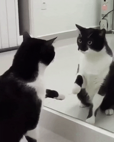 Gato interagindo com espelho