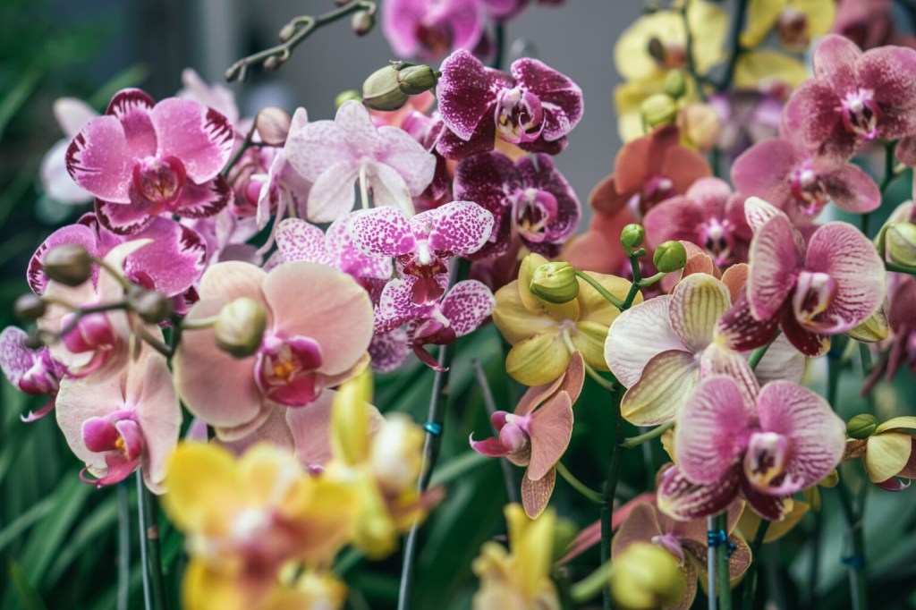 Orquídeas de diferentes cores