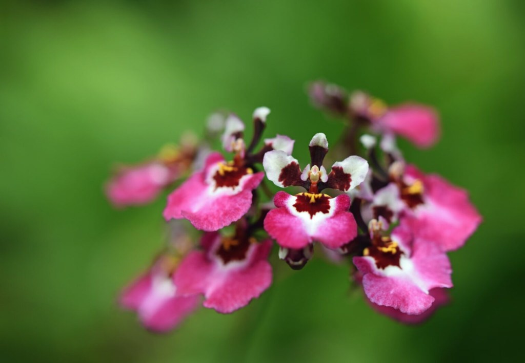 Orquídea pequena rosa