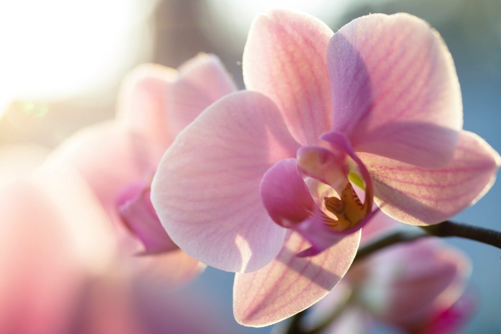 Flor de orquídea rosa no sol