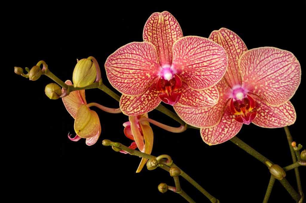 Flor de orquídea rosa com padrão amarelo