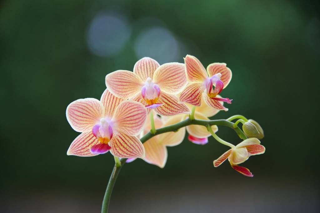 Flor de orquídea rosa no sol