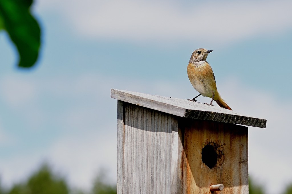Pássaro sobre casinha de madeira