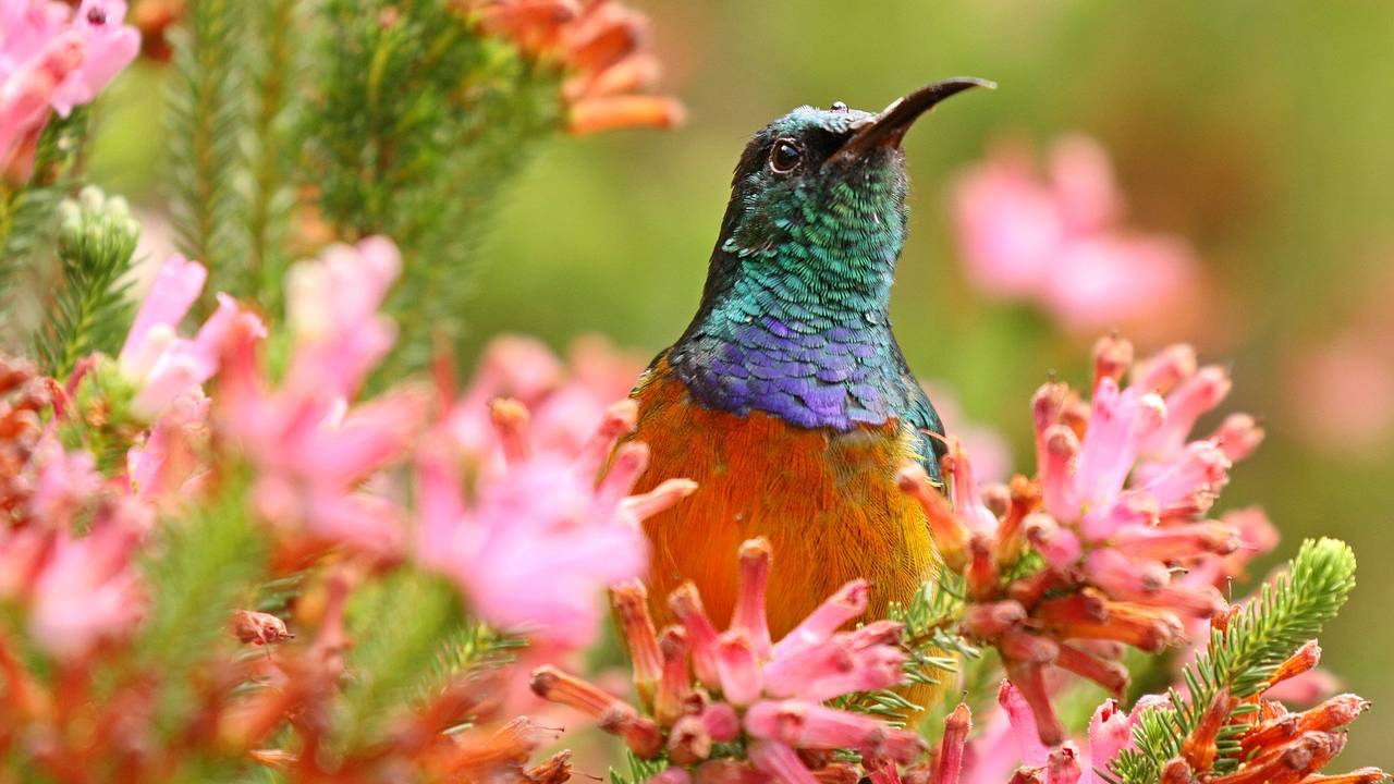 Beija flor em árvore com flores rosas
