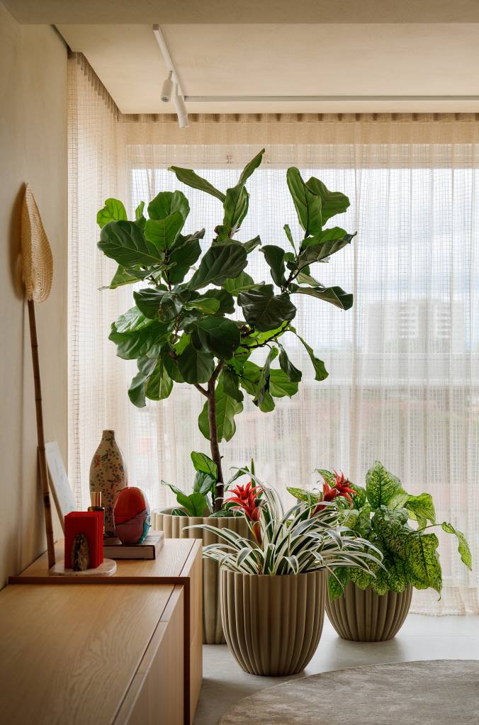 Ficus