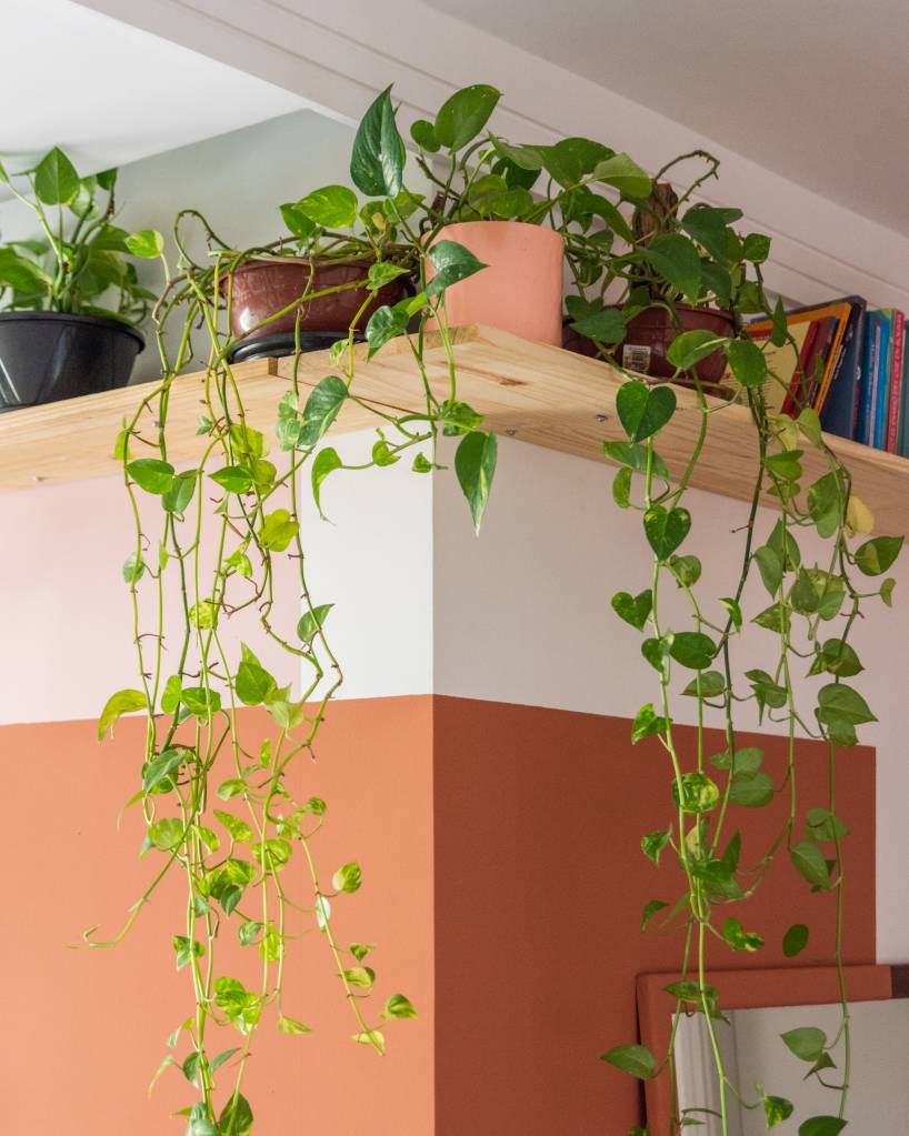 ape-80m-decoracao-memorias-paleta-de-cores-terrosa-sertao-arquitetos-09-prateleira-plantas Sala de estar com meia parede terracota e prateleira de plantas.