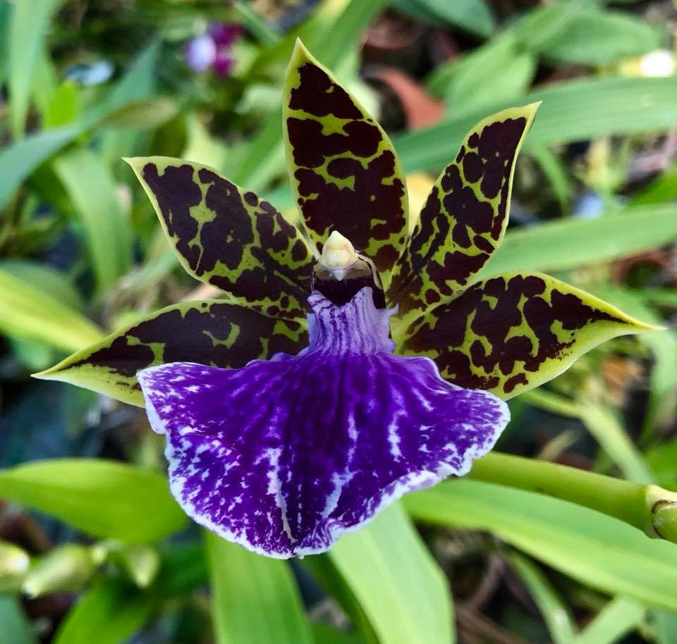 Orquídea com Babador