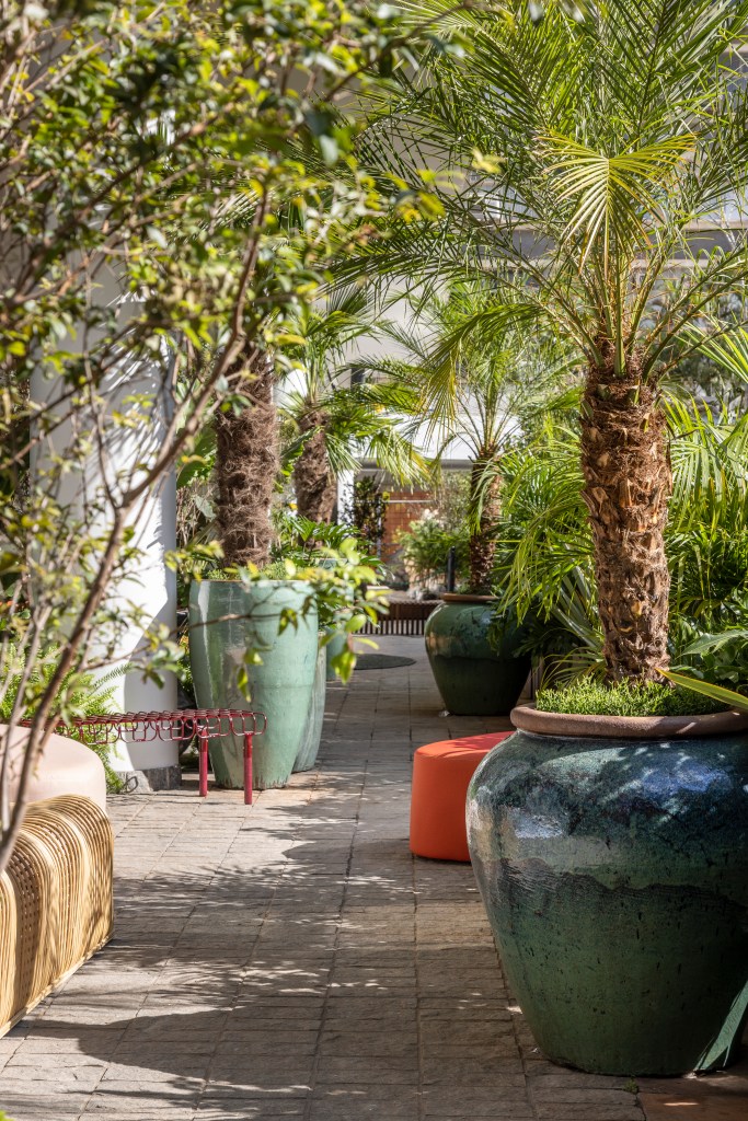Jardim com vasos grandes coloridos com jabuticabeiras e palmeiras.