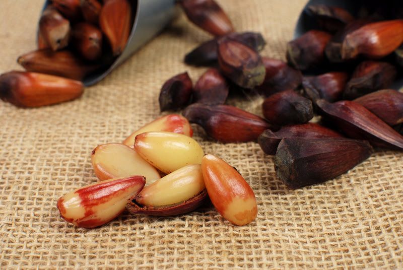 Brazilian Pinion fruit traditional June festival food Pinhão descascado