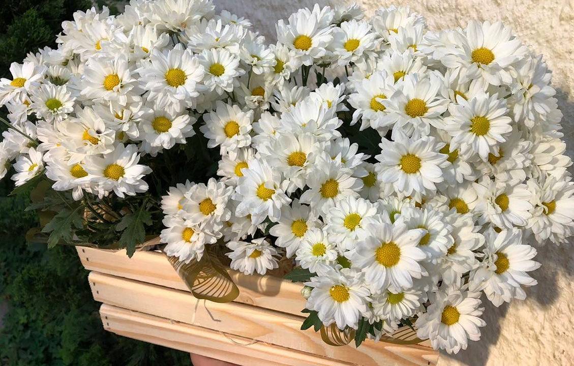 Margaridas brancas