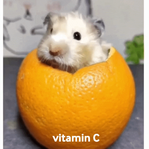 Gif de hamster em laranja