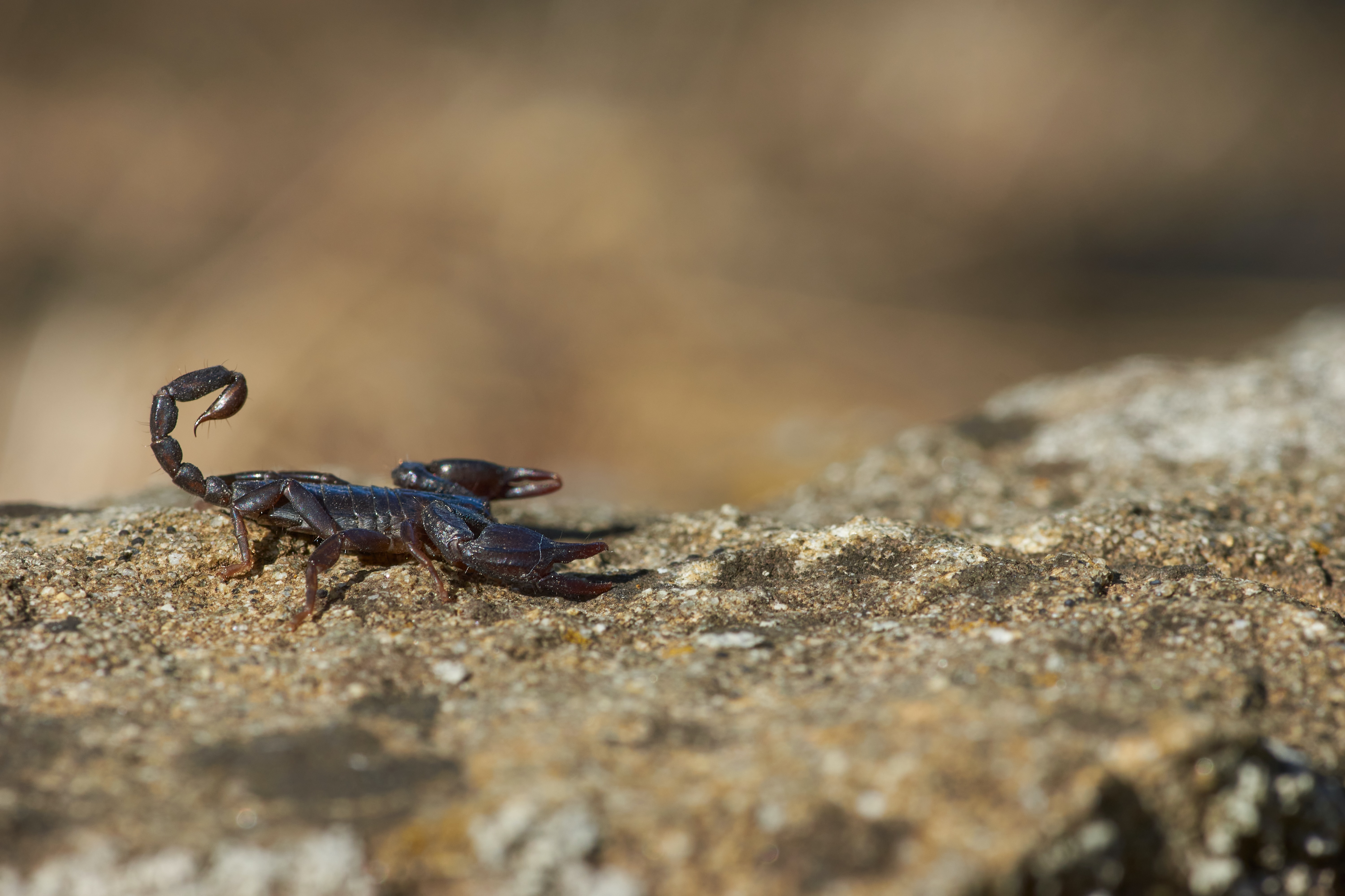 5 dicas para proteger a casa de escorpiões durante a temporada de reprodução