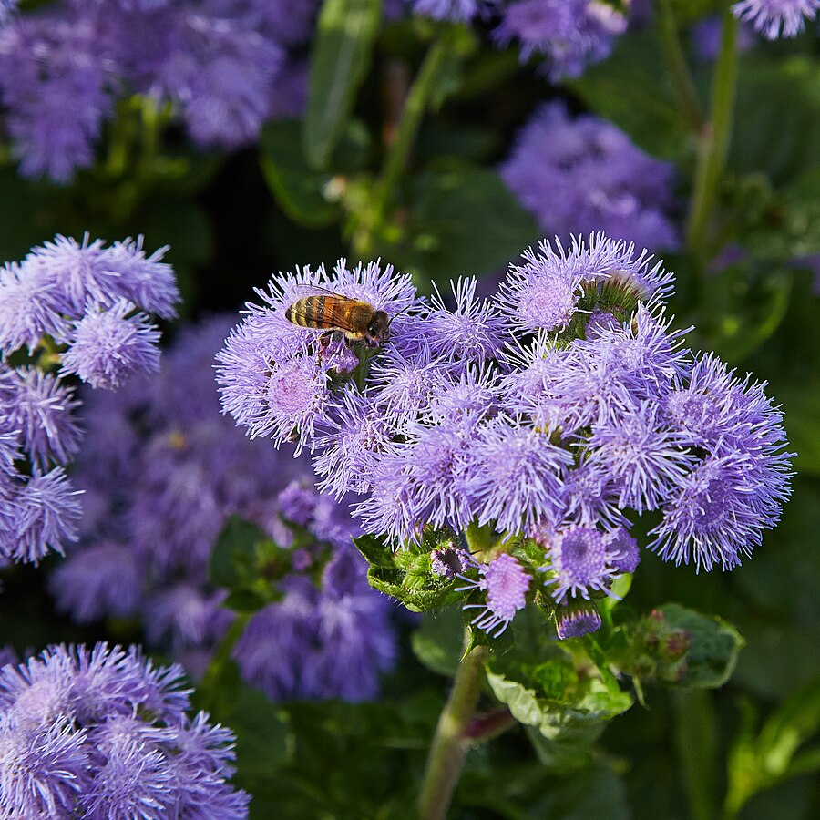 Ageratum houstonianum