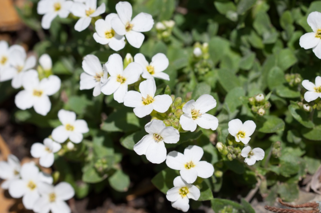 Alyssum compactum.