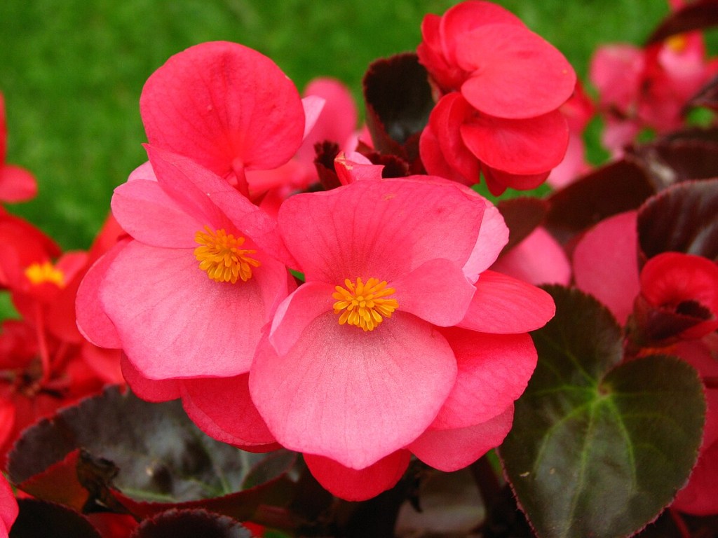 flores-para-plantar-primavera-begonia-Kor!An (Корзун Андрей)-wikimedia-commons Begônia.