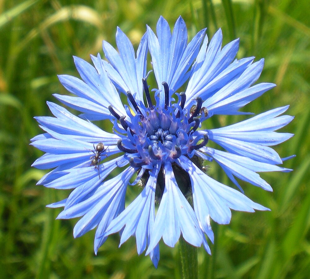 flores-para-plantar-primavera-centaurea-cyanus-aorg1961-wikimediacommons Centaurea Cyanus.