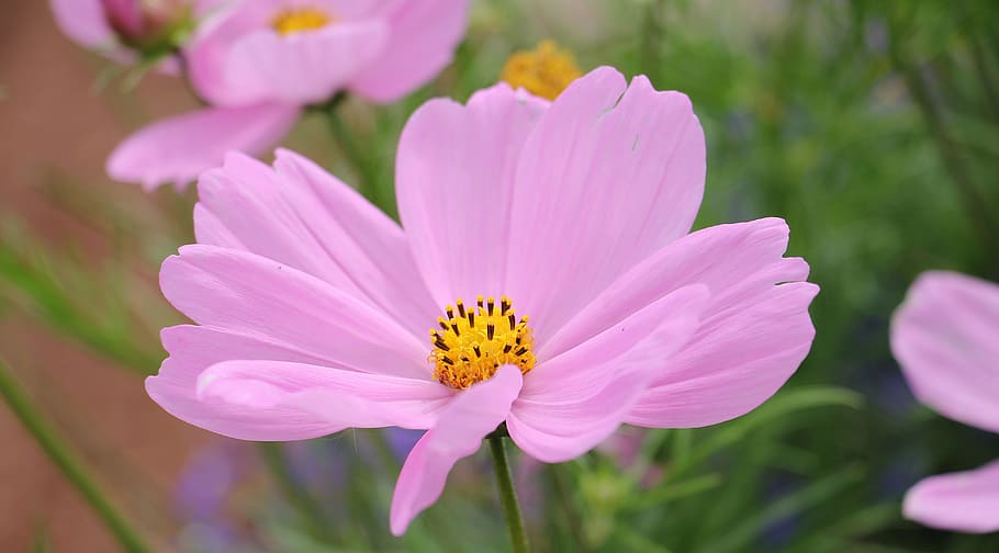 Cosmos. Cosmea.