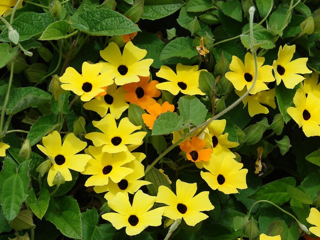 flores-para-plantar-primavera-thunbergia-forest-and-kim-starr-wikimediacommons Thunbergia Trepadeira / Amarelinha