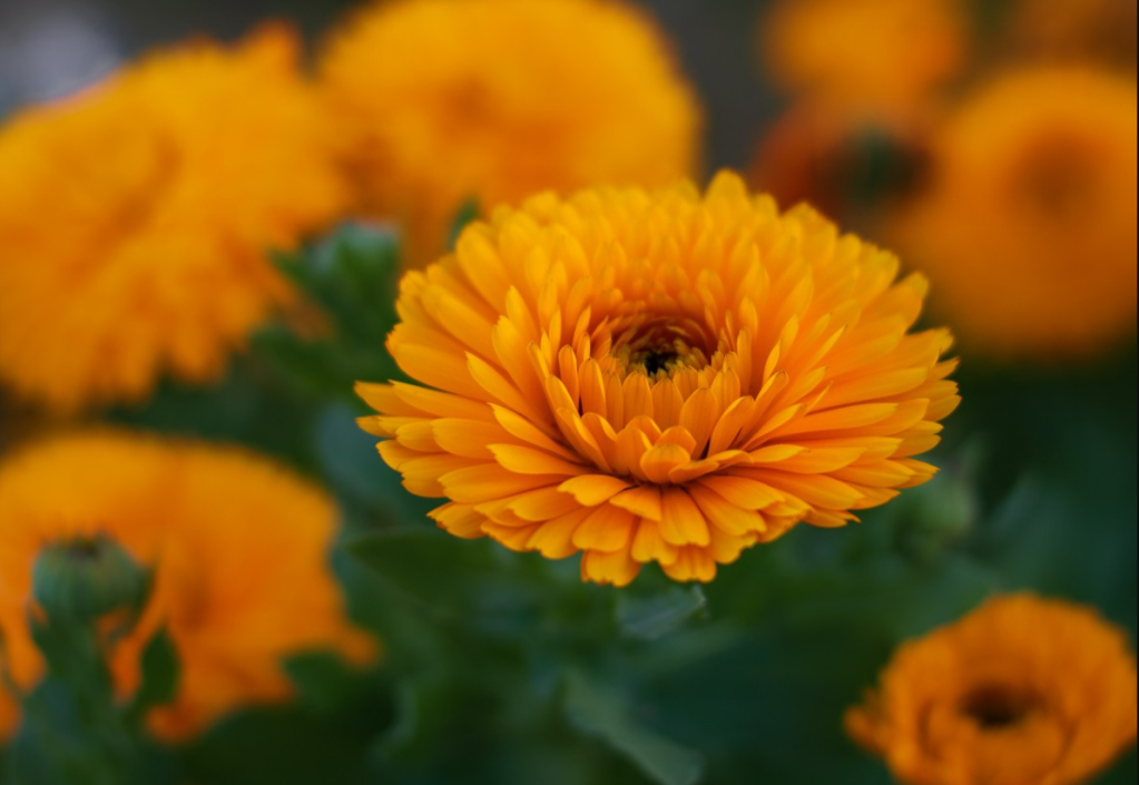 flores-para-plantar-primavera-toryyu1989-calendula-pxhere Calêndula.
