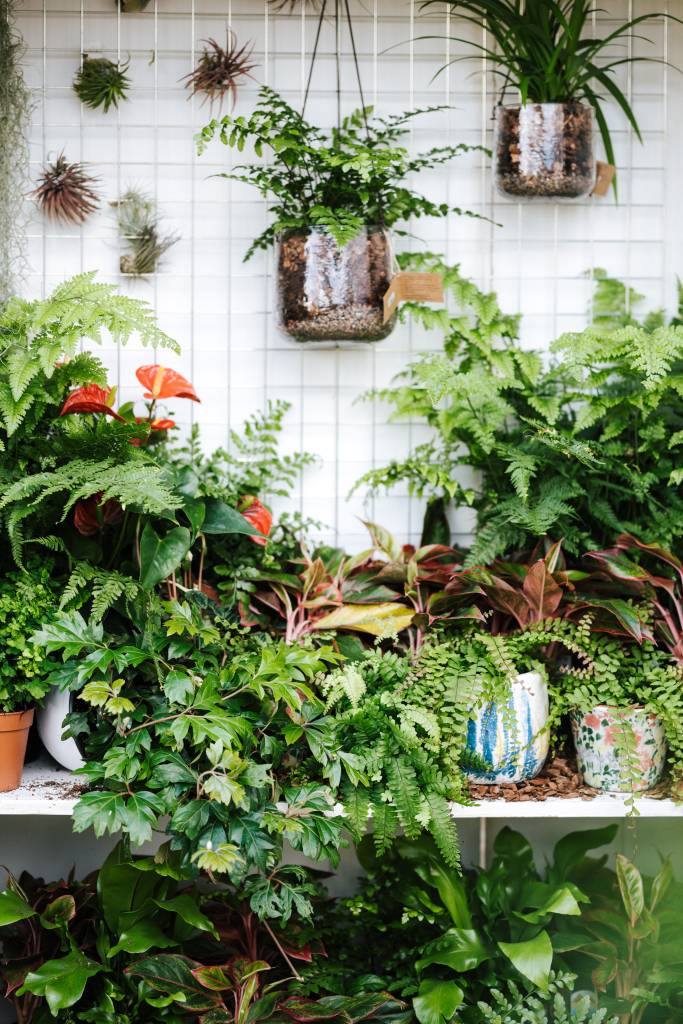 Jardim com plantas e folhagens.