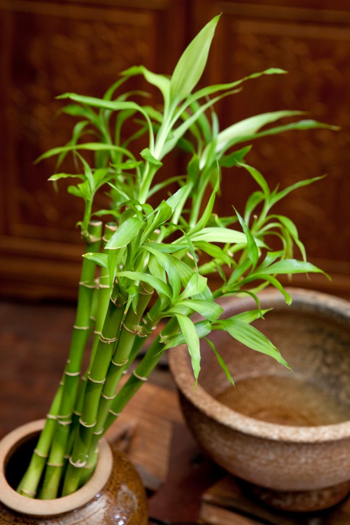 Bambu da sorte
