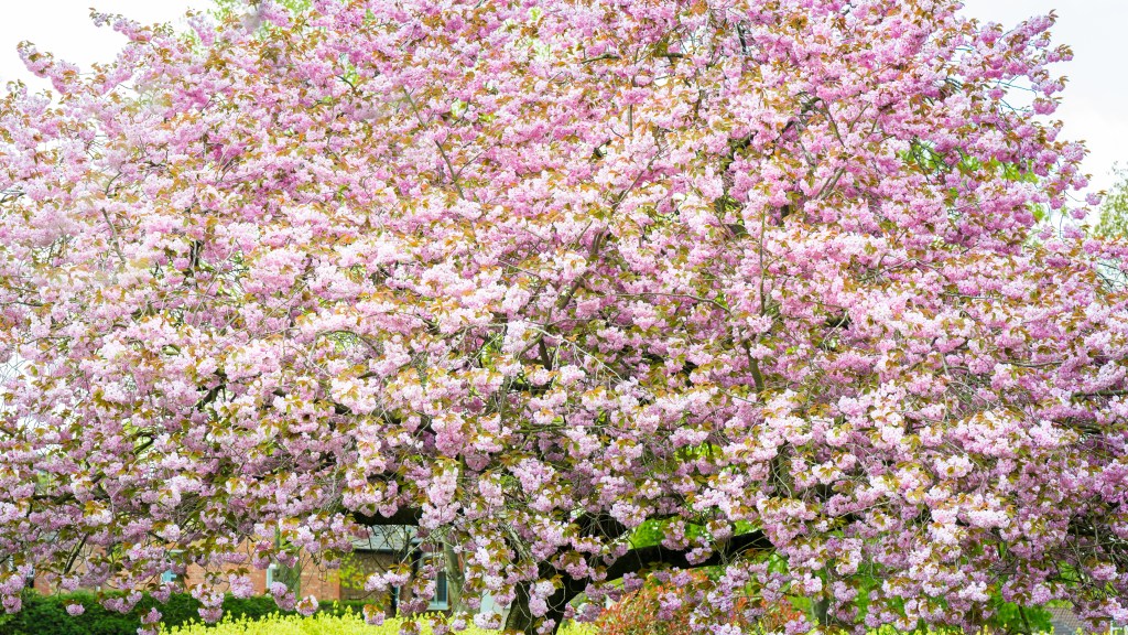Sakura ou cerejeira