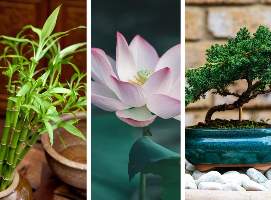 Plantas japonesas: como plantar bambu da sorte, cerejeira, lótus e bonsai