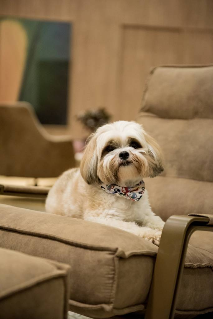 Projeto de Paiva e Passarini Arquitetura. Cachorro sentado em sofá.