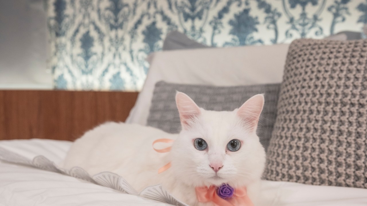 Projeto de PB Arquitetura. Na foto, quarto com papel de parede e gato branco na cama.