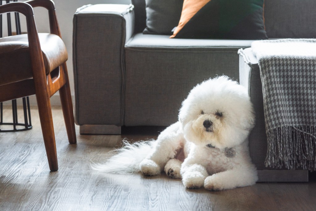 Projeto de Studio Guadix. Na foto, sala de estar com sofá cinza e cachorro deitado no chão