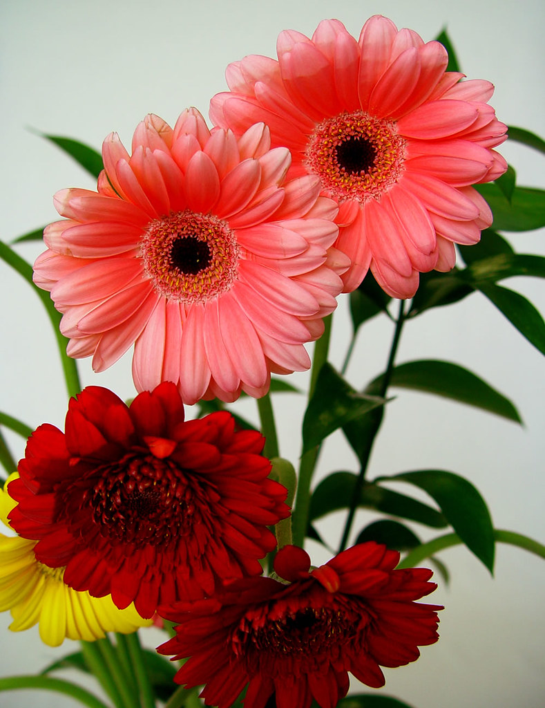 Qual melhor flor para centro da mesa de Natal? Veja 3 espécies lindas. Na foto, gérberas rosas.