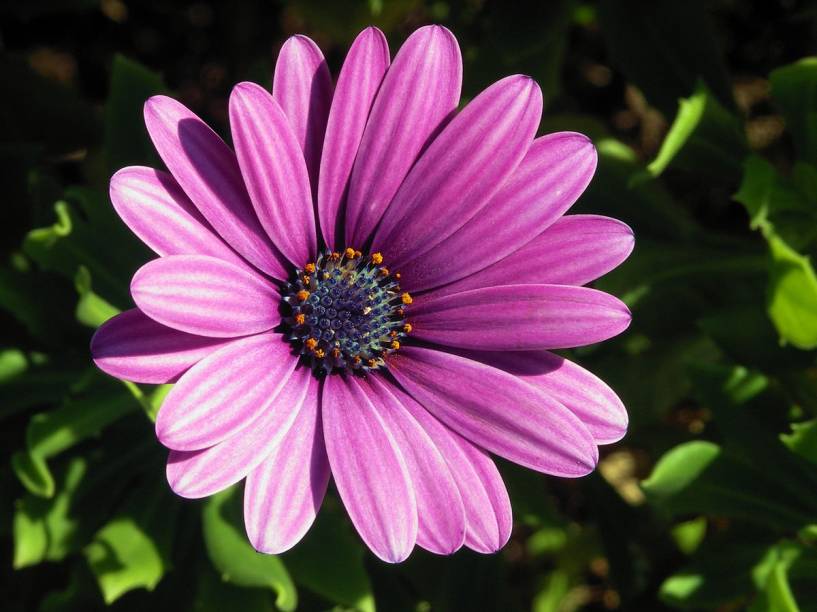 Margarida-do-cabo (Osteospermum).