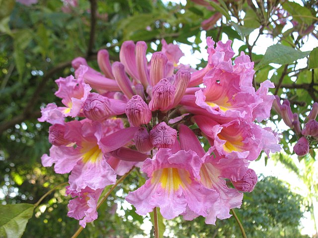 Como plantar o ipê, flor símbolo do Brasil! Na foto, detalhe da flor de ipê roxo.