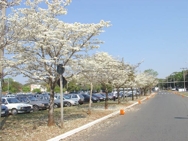 Como plantar o ipê, flor símbolo do Brasil! Na foto, árvores de ipê branco.