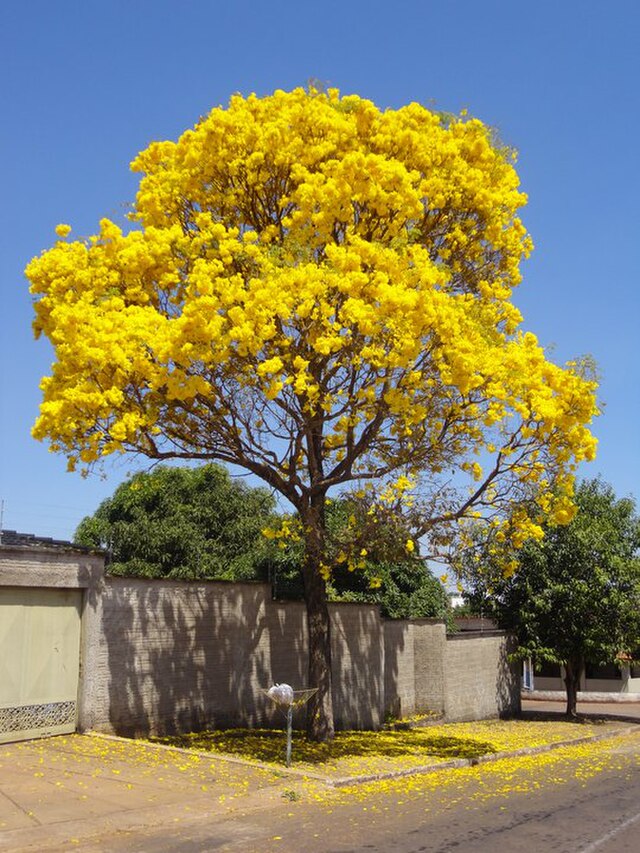 Como plantar o ipê, flor símbolo do Brasil! Na foto, árvore grande de ipê amarelo.