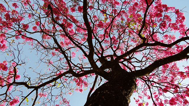 Como plantar o ipê, flor símbolo do Brasil! Na foto, árvore de ipê roxo, vista de baixo.