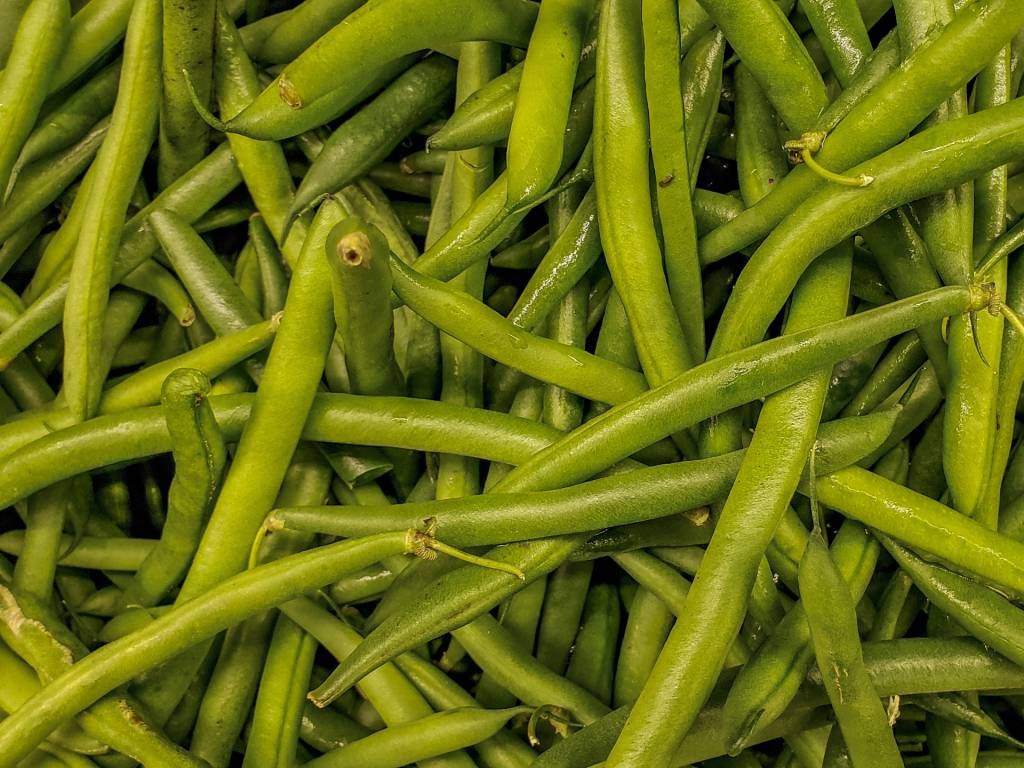 3 opções de leguminosas para plantar em fevereiro. Na foto, feijão vagem.