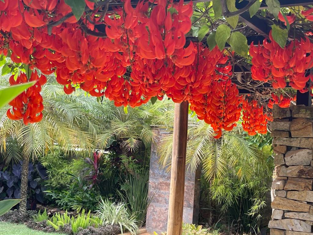 Jardim de 200 m² tem paisagismo tropical e lago que funciona como piscina. Projeto de Júlio Sousa, Na foto, pergolado com flores.