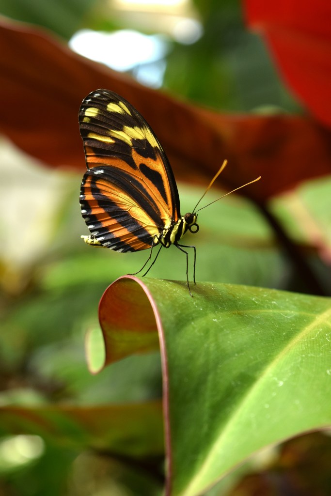 O que fazer na quaresma: simpatias e orações para prosperidade e proteção. Na foto, borboleta pousada em folha.