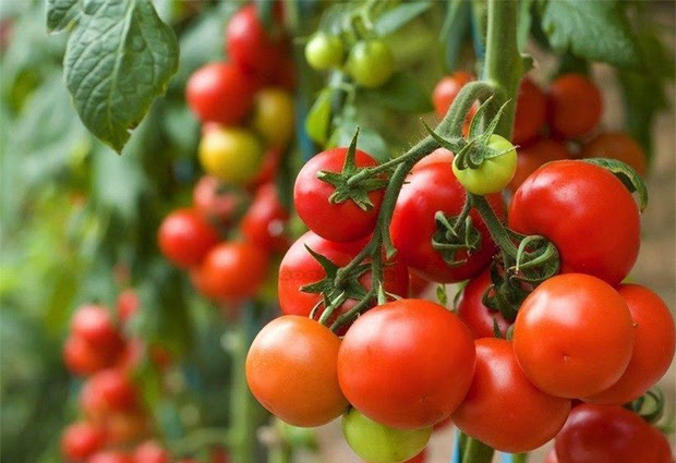 Como plantar tomate em casa